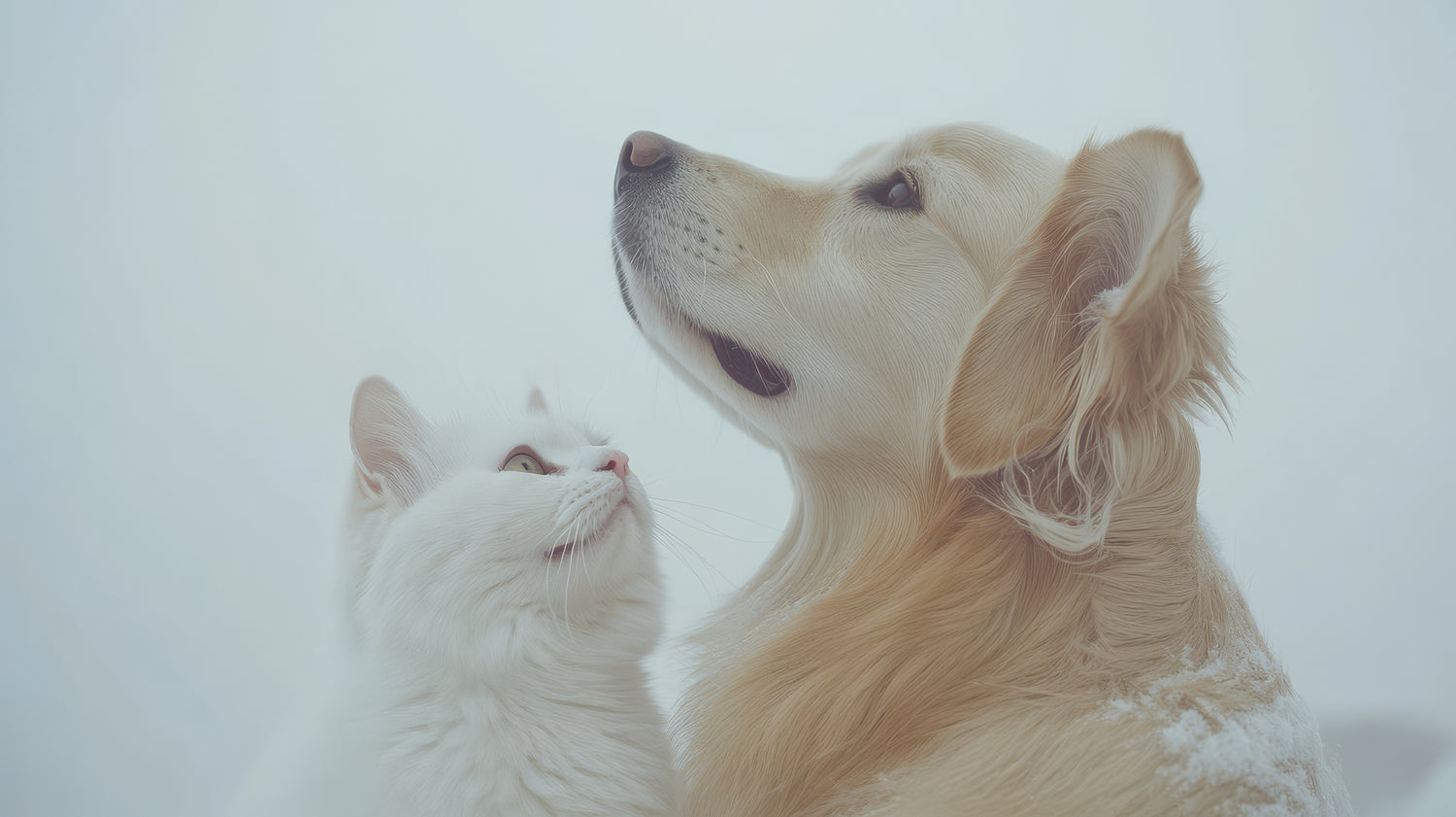 잠든 강아지와 고양이